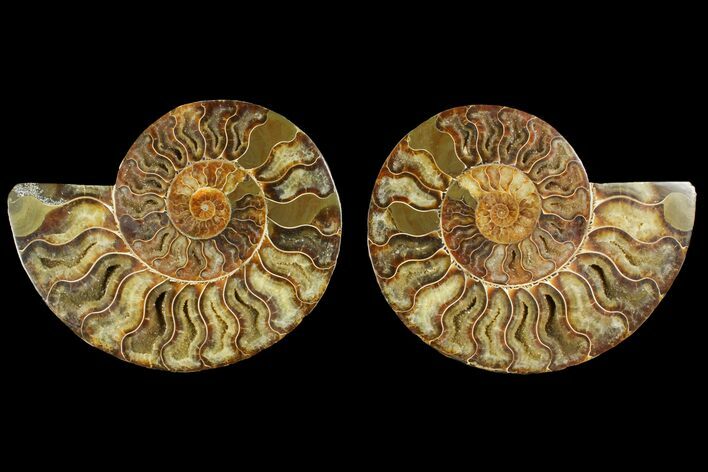 Agatized Ammonite Fossil - Crystal Pockets #144105